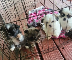 Shih Tzu Litter for sale in STAR, NC, USA