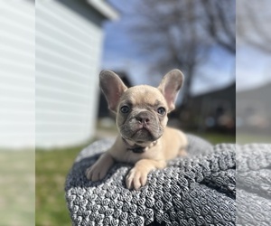 French Bulldog Puppy for sale in WEED, CA, USA