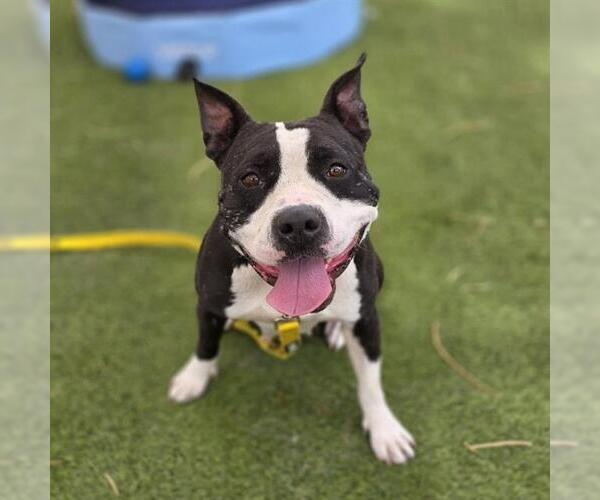 Medium Photo #1 Boston Terrier-Unknown Mix Puppy For Sale in Las Vegas, NV, USA