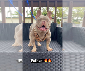 Mother of the French Bulldog puppies born on 06/26/2022