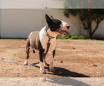 Small Photo #1 Bull Terrier Puppy For Sale in RIVERSIDE, CA, USA