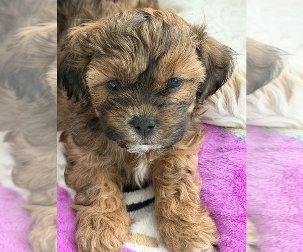 Medium Photo #12 ShihPoo Puppy For Sale in ANDERSON, SC, USA