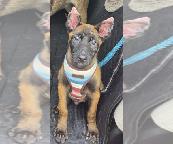 Medium Photo #1 Mutt Puppy For Sale in Imlay City, MI, USA