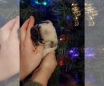 Puppy Chomp Pug