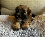Puppy Puppy 8 Maltipoo