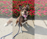 Small #2 Australian Kelpie-Siberian Husky Mix