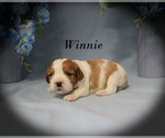 Small #4 Cavalier King Charles Spaniel