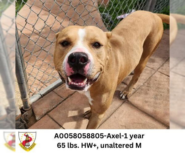 Medium Photo #1 Mutt Puppy For Sale in columbia, SC, USA