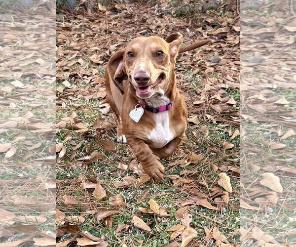 Medium Photo #7 Dachshund Puppy For Sale in Shelbyville, TN, USA