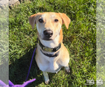Small #19 Labrador Retriever Mix