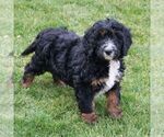 Small Photo #3 Bernedoodle (Miniature) Puppy For Sale in MORGANTOWN, PA, USA