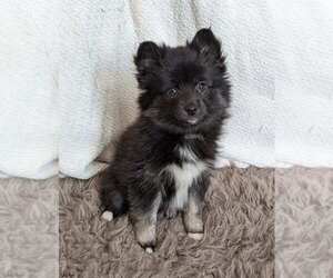 Pomsky Puppy for sale in WARMINSTER, PA, USA