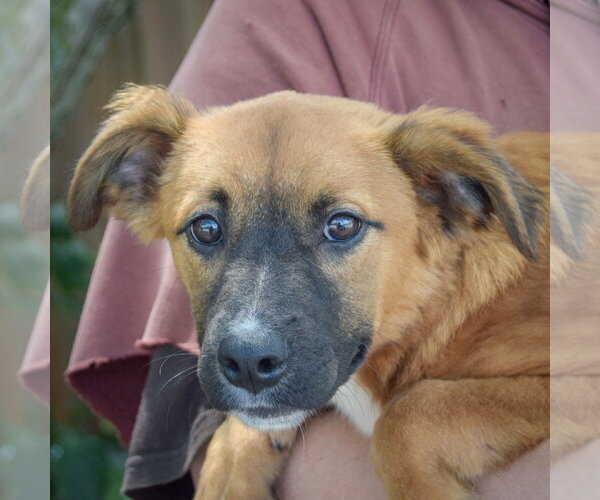 Medium Photo #6 Mutt Puppy For Sale in Huntley, IL, USA
