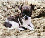 Puppy Lola Chihuahua