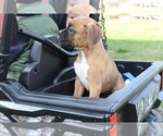 Small Photo #4 Boxer Puppy For Sale in SHIPSHEWANA, IN, USA