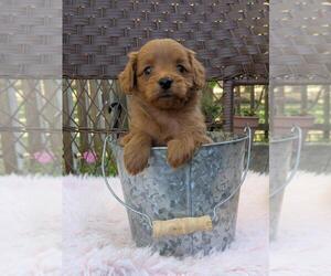 Medium Cock-A-Poo-Poodle (Miniature) Mix
