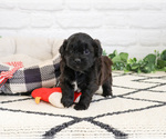 Small #4 Shih-Poo