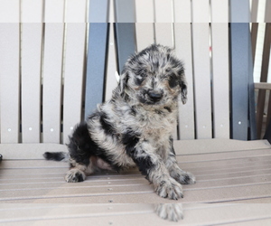Miniature Labradoodle Dog for Adoption in SHILOH, Ohio USA