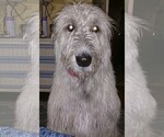 Small Photo #1 Irish Wolfhound Puppy For Sale in BERESFORD, SD, USA