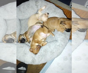 Chihuahua Puppy for sale in ELIZABETHTON, TN, USA