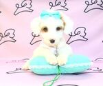 Small Photo #8 Poodle (Miniature) Puppy For Sale in LAS VEGAS, NV, USA