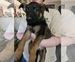 Small #8 German Shepherd Dog