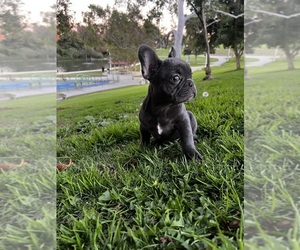 French Bulldog Puppy for sale in HAWTHORNE, CA, USA