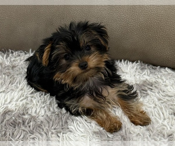 Medium Photo #2 Yorkshire Terrier Puppy For Sale in LEWISBURG, KY, USA