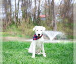 Small #2 Labrador Retriever Mix