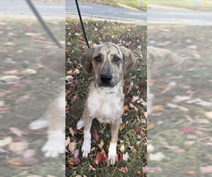 Plott Hound Dogs for adoption in Lee's Summit, MO, USA