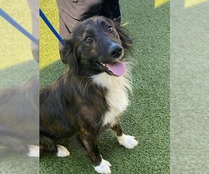 Mutt Dogs for adoption in Fayetteville, NC, USA