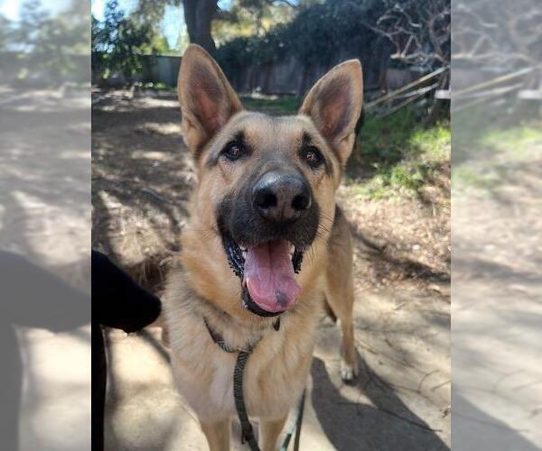 Medium Photo #4 German Shepherd Dog Puppy For Sale in Santa Barbara, CA, USA