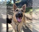 Small #3 German Shepherd Dog