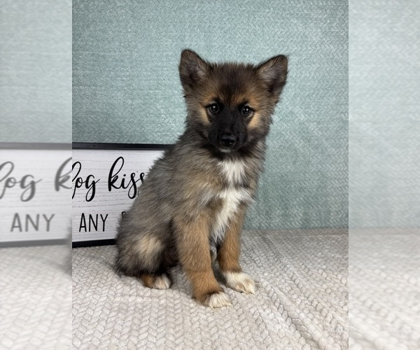 Medium Photo #3 Pomsky Puppy For Sale in FRANKLIN, IN, USA