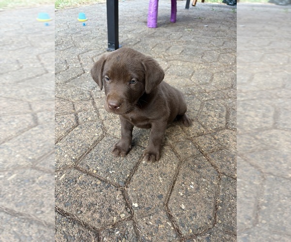Medium Photo #3 Labrador Retriever Puppy For Sale in BEAVERCREEK, OR, USA