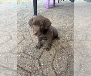 Medium Labrador Retriever