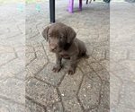 Puppy Puppy 2 Labrador Retriever