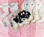 Small #4 Yorkshire Terrier