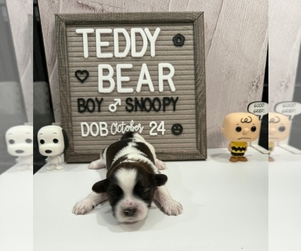 Medium Photo #1 Zuchon Puppy For Sale in NEW YORK MILLS, MN, USA