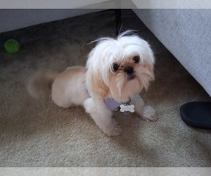 Shih Tzu Puppy for Sale in MUSKOGEE, Oklahoma USA