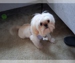 Small Shih Tzu