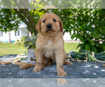 Small Photo #36 Golden Retriever Puppy For Sale in WOLCOTTVILLE, IN, USA