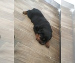 Small Photo #10 Rottweiler Puppy For Sale in AURORA, CO, USA
