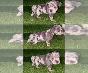 American Bully Puppy for sale in PERRIS, CA, USA