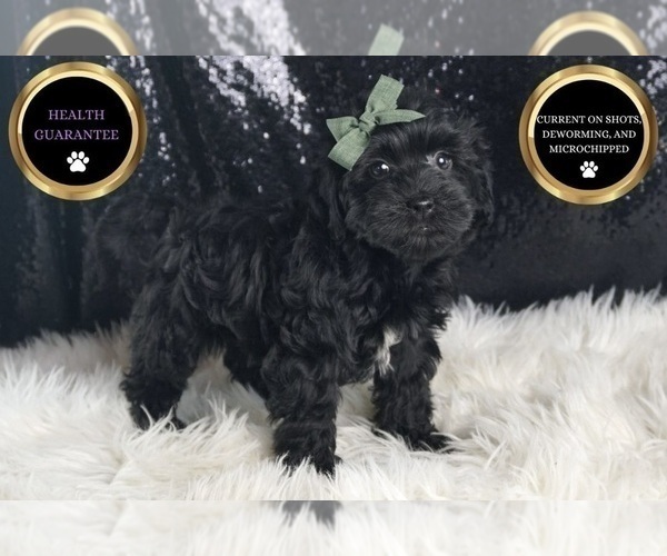 Medium Photo #6 YorkiePoo Puppy For Sale in WARSAW, IN, USA