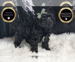Small #5 YorkiePoo