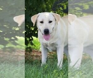 Mother of the Labrador Retriever puppies born on 09/04/2025