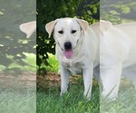 Small Photo #1 Labrador Retriever Puppy For Sale in SYRACUSE, IN, USA