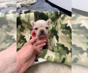 French Bulldog Puppy for sale in RIVERSIDE, CA, USA