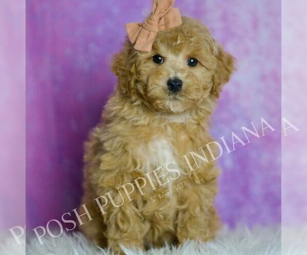 Medium Photo #2 Poodle (Miniature) Puppy For Sale in WARSAW, IN, USA